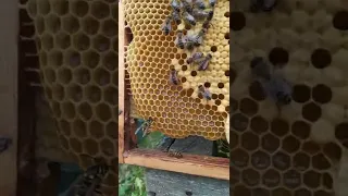 как выглядит оса 🐝 #dobrosot