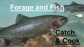 How to Catch MORE Sierra Trout + Forage Catch & Cook!