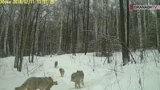 Серые волки попали в видеоловушку на Таганае