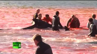 зверское убийство дельфинов в дании