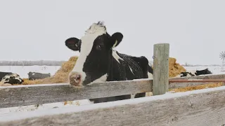 La semaine verte | Survivre à la liberté en hiver