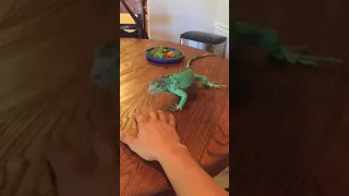 Axanthic ( aqua blue ) iguana jumping on me for the first time