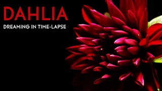 Red Dahlia Blooming - Daily Time-lapse Clip