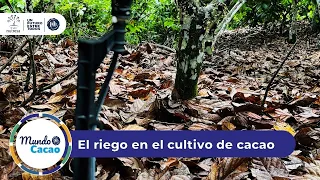 El riego y su importancia en el cultivo de cacao | CNCH