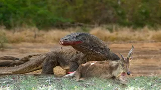 How Do Komodo Dragons Catch Deer?