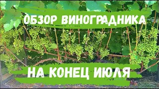 Обзор виноградника на конец июля