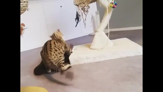 Otter and cat playing together