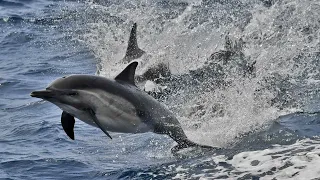 Thousands of Black Sea dolphins die during Russia-Ukraine war | Ukraine News | NewsRme