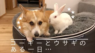 コーギー犬とウサギのある一日…A day Corgi dog and rabbit spent..