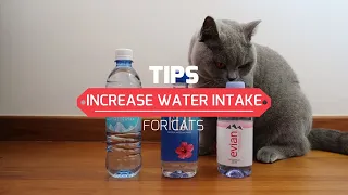 Tips to increase water intake for Cats | Chubby Boba Cat