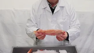 Top quality Red Mullet