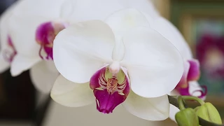 The fastest way to kill an orchid is to water it too much