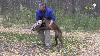 Дрессировка хозяином своей собаки на защиту без фигуранта