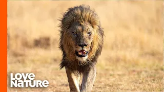 How to Film Lions | Behind The Scenes