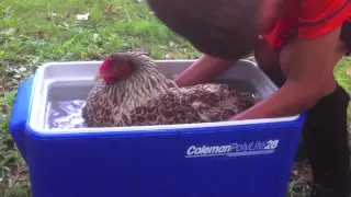 Broody Hen Chickens How to undo broodiness. Stop sitting on eggs. Does Water Work?YES!