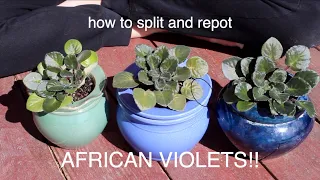 Splitting and repotting an African Violet!