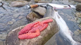 Огромное количество горбуши, в реках Приморья.