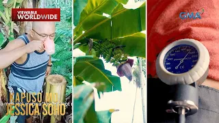 Pag-inom ng tubig mula sa puno ng saging, nakakagamot daw ng high blood?! | Kapuso Mo, Jessica Soho