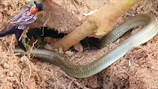 dig a cave to catch snakes with simple skills and courage episode 1