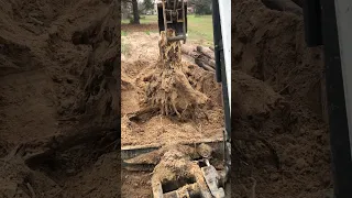 Stump Removal #miniexcavator