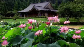 花はす公園と花蓮栽培地　福井県南越前町  Lotus park and lotus cultivation place in Minami-Echizen-cho, Fukui