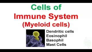 Basic Immunology 4: Cells of the immune system: Myeloid cells (2)