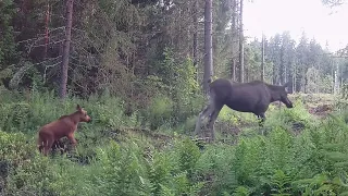 Hirven elämää kesällä. The life of moose in summer