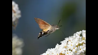 Das Taubenschwänzchen (Macroglossum stellatarum)