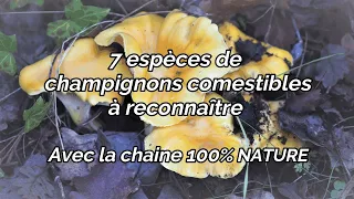 7 Champignons comestibles à connaître