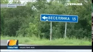 Тысячи лягушат заполонили село Веселянка в Запорожье