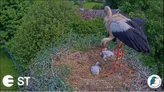 The stork, after returning, eliminates both remaining chicks/Аисты. Гнездо другое, а итог тот же.