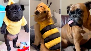 Best dog videos on TikTok! 🐕 Wholesome Puppies Compilation!