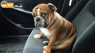 When Dogs Realizing They're Going to the Vet - Funniest Reaction 🐶