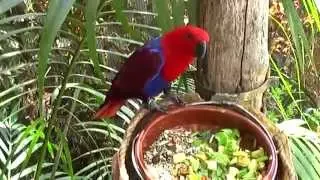 Остров Снежной горы (Tenerife, 05/2013). Loro Parque part 2