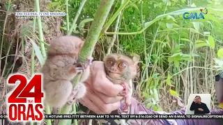 Pagdakma sa mga tarsier, iniimbestigahan ng DENR; vlogger, nag-sorry; ililipat lang daw... | 24 Oras