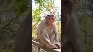 The MONKEY almost snatched my phone📱🐒 #shorts #trending #shortvideo #viral #funny #funnyvideo