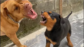 Pitbull vs Rottweiler play fighting