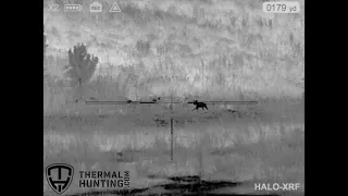 N-Vision Halo XRF 175 Yard Coyote Kill   HD 720p