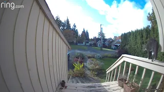 Fearless Pet Cat Chases Invading Animal From Portland Home