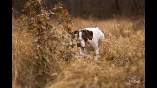 Bird Doggin’ - Virginia Upland Pheasant Hunting with a German Shorthair Pointer