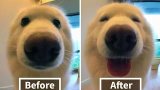 Animals Before & After Being Called A Good Boy