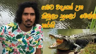 ගමක් අසරන  කරපු කිබුලා  සුලෝ  අල්ලයි