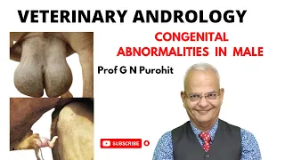 Congenital genital abnormalities in male domestic animals I Veterinary Andrology I VGO Unit 3 I GNP