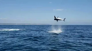 Trip jumps an 800 pound mako shark on the fly