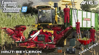 MAIZE SILAGE HARVEST IN RAIN & MUD | Animals on Haut-Beyleron | Farming Simulator 22 | Episode 163