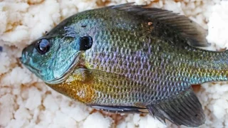 Catching catfish bait with mashed potatoes - Bluegill fishing with bobbers