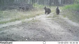 Медведица с пятью медвежатами в Керженском заповеднике