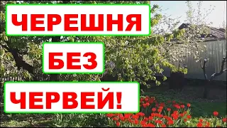 УБИТЬ ВИШНЁВУЮ МУХУ - 2