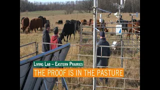 Living Lab - Eastern Prairies - The Proof is in the Pasture