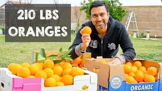 Bountiful Orange Harvest of 210 Lbs from 2 TREES